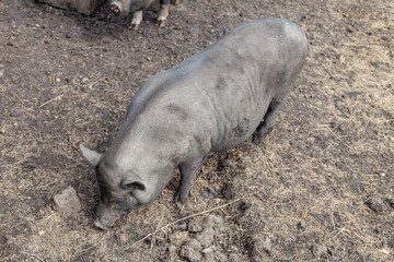 A black wild pig stands in the mud on a warm summer day.