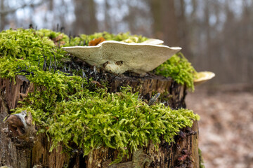 Mushrooms on a stump