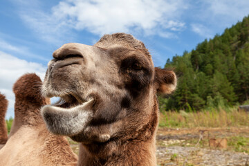 Obraz premium Close-up on the head and long neck of a camel with a brown skin on a background of green grass, lies on the ground. animals in nature.