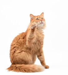 Fototapeta premium adult fluffy red cat sitting and raised its front paws up