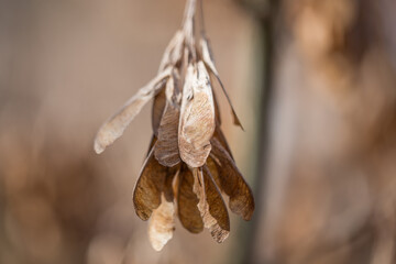 Dry maple seeds hang on the tree,  forest background, macro photography