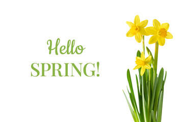 Yellow daffodil flowers isolated on a white background. Hello spring. © miss.lemon