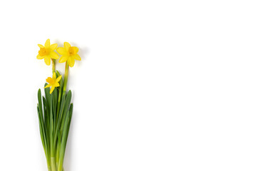 Yellow daffodil flowers or narcissus isolated on a white background. Spring flowers bouquet. Copy space, top view