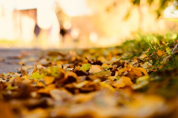 autumn leaves in the park