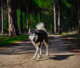 Husky Beautiful friendly fierce husky wolfdog © NereoCR