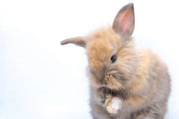 A brown rabbit on a white background