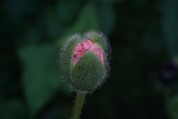 Sprouting poppy bud