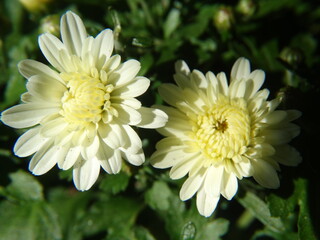Closeup of white chrysanthemum in the garden