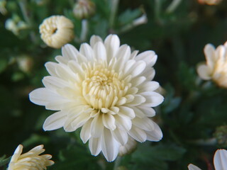Closeup of white chrysanthemum flower