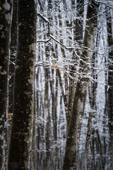 Obraz premium 冬のブナ