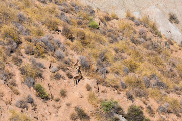 wild goats on the mountain in southern Spain