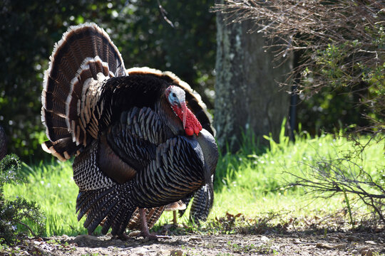 Beautiful Male Turkey Fluffed Up Showing Off Its Plumage To Impress A Female Turkey To Mate With In Early Spring 