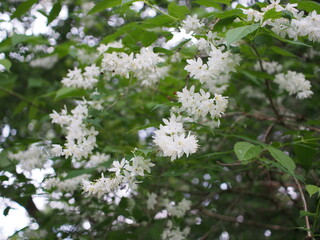 ヒメウツギの花