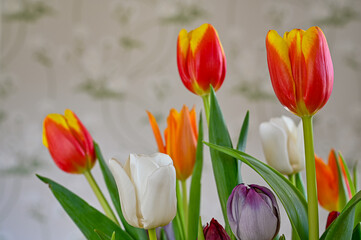 bouquet of tulips standing in front of wallpaper with flowers