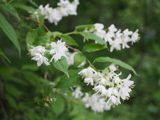 ヒメウツギの花