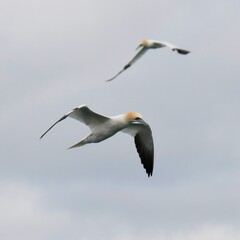 Obraz premium Beautiful Gannet in flight