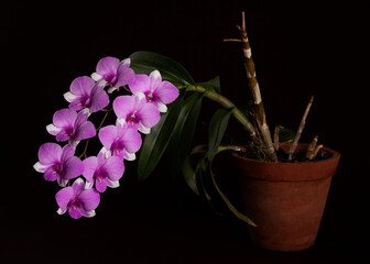 Isolated vase of Orchid flower or Phalaenopsis in magenta or purple