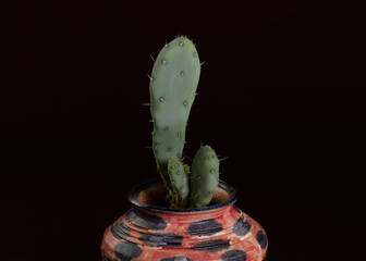 Cactus opuntia closeup in dark backgound