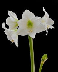 Fototapeta na wymiar Beautiful flowers of Amaryllis plant