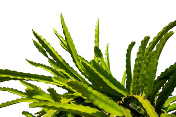 Dragon fruit tree isolated on white background.