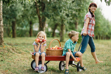 Family picking apples on farm in autumn. Children with mother playing in tree orchard. Cute little girl and boy eating red delicious fruit. Harvest Concept. Apple picking. Woman and children