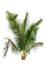 leaves of coconut tree isolated on white background, clipping path included.