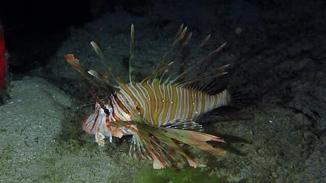 A bright and beautiful dwarf lionfish (Dendrochirus zebra) swimming close to the seafloor. The fish is very flashy and peaceful, yet it is one of the most venomous fish in the world known to men.