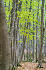 Obraz premium 新緑のブナ林 松之山美人林