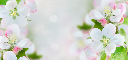 Apple tree blossom