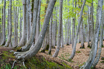新緑のブナ林　松之山美人林
