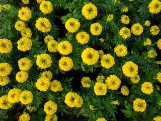 The Marigold Flowers Blooming