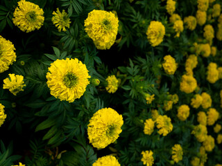 The Marigold Flowers Blooming