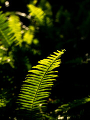 Sword Fern Leaf Growing