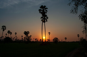 Evening sun and palm trees silhouettes.