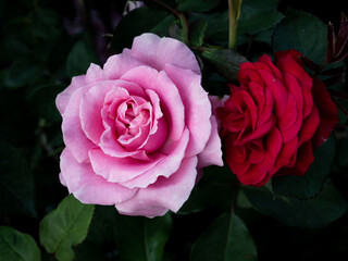 Pink and Red Roses Flowers Blooming
