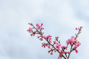 【初春・早咲き桜】河津桜