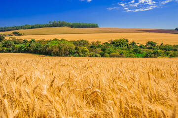 wheat plantation, agriculture and development