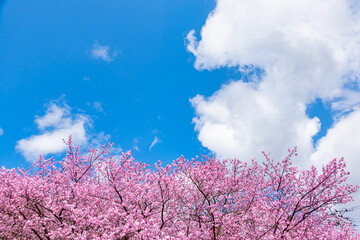 Naklejka premium 【初春・早咲き桜】河津桜