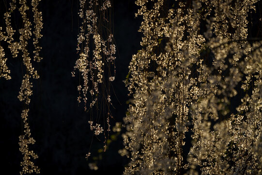 4 179 最適な 一本桜 画像 ストック写真 ベクター Adobe Stock