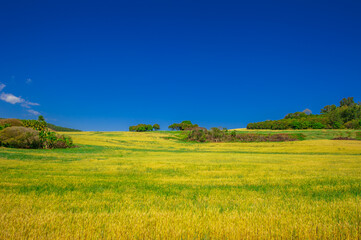 wheat plantation, agriculture and development