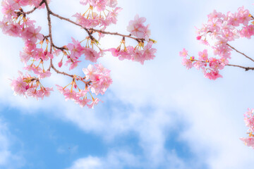 【初春・早咲き桜】河津桜