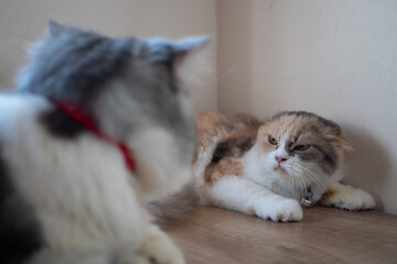 Angry cat hisses to another cat © Gurkan