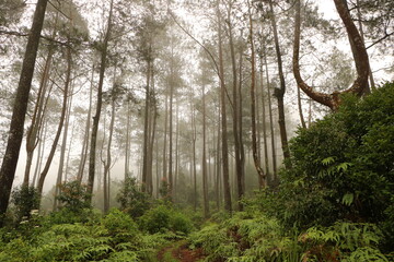 Fototapeta premium Misty morning in the forest.