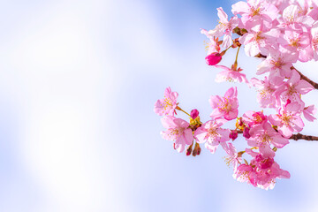 【初春・早咲き桜】河津桜