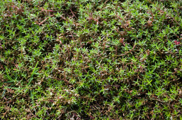 Moss Close Up