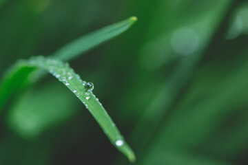 Green long leaves with one big water drop and few small after summer rain. Nature background and eco concepte. close up copy spase for text