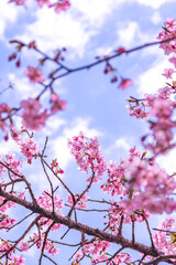 【初春・早咲き桜】河津桜