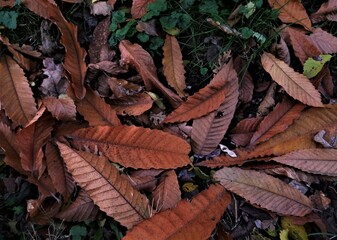 Chestnut tree's leaves