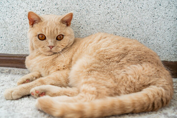 a light-colored British Shorthair cat lying on the floor