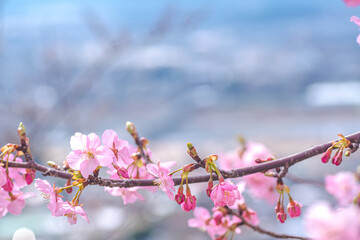 【初春・早咲き桜】河津桜